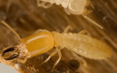 Termite Inspections in East Texas: A Simple Step with Big Benefits
