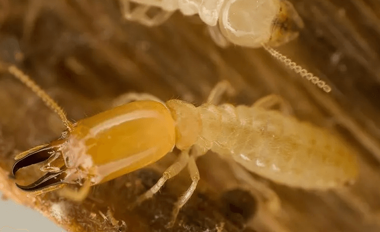 Termite Inspections in East Texas: A Simple Step with Big Benefits