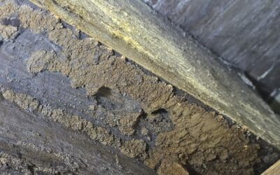 How Termites and Pests Impact East Texas Homes