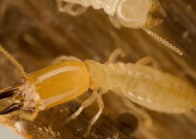 Close-up image of a subterranean termite with visible mandibles and body segments, used for termite inspection education.