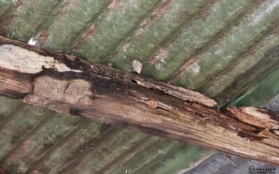 The Most Common Issues Found in East Texas Homes (And What They Mean for Buyers and Sellers)